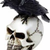 Best reviews of 🎁 ALCHEMY GOTHIC Gothic Homewares Raven Skull | MINIATURE ⌛