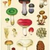 Best Sale ✔️ CAVALLINI Gothic Homewares Mushrooms 2 | POSTER/GIFT WRAP ✨