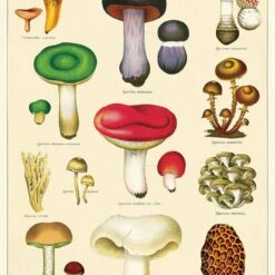 Best Sale ✔️ CAVALLINI Gothic Homewares Mushrooms 2 | POSTER/GIFT WRAP ✨
