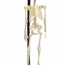Outlet ๐ REX LONDON Gothic Homewares Anatomical | SKELETON MODEL โจ