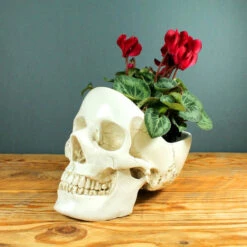 Discount ⭐ SUCK UK Gothic Homewares Skull | BOWL [WHITE] 🥰 -Spooky Stuff Store skull white tidy 1 700x700